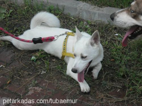 çakıl Dişi Sibirya Kurdu (Husky)