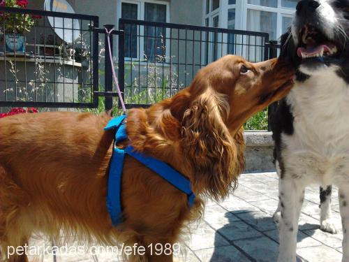 efe Erkek İngiliz Cocker Spaniel