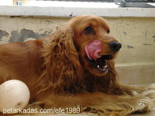 efe Erkek İngiliz Cocker Spaniel