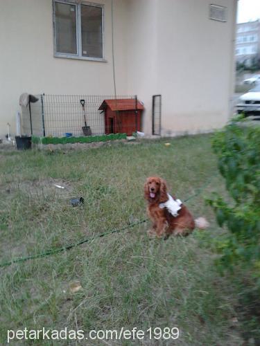 efe Erkek İngiliz Cocker Spaniel