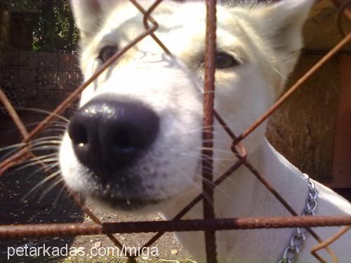 safir Dişi Sibirya Kurdu (Husky)