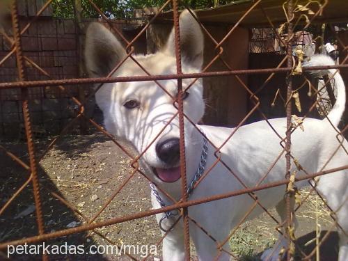 safir Dişi Sibirya Kurdu (Husky)