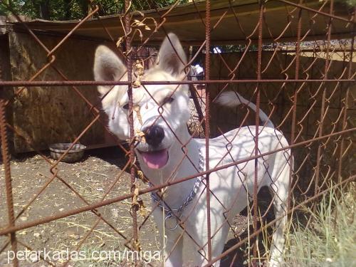 safir Dişi Sibirya Kurdu (Husky)