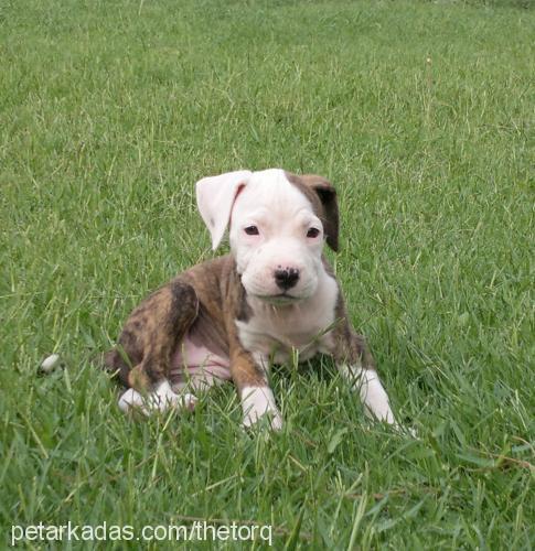 sasha Dişi Amerikan Pitbull Terrier