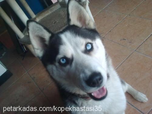 maya Dişi Sibirya Kurdu (Husky)