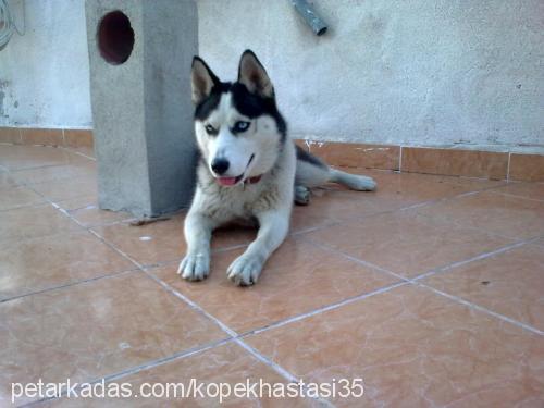 maya Dişi Sibirya Kurdu (Husky)