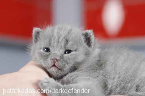 amy.winehouse Dişi British Shorthair