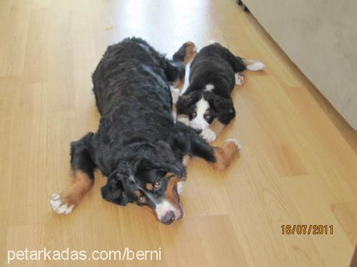 zeytin Dişi Bernese Dağ Köpeği