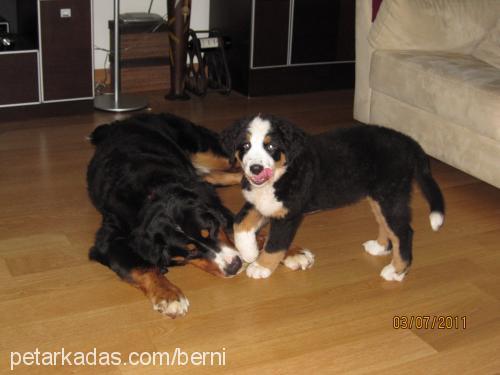 zeytin Dişi Bernese Dağ Köpeği