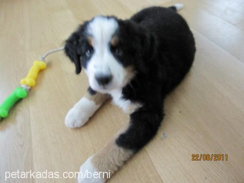 zeytin Dişi Bernese Dağ Köpeği