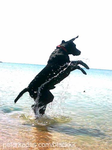 black Erkek Labrador Retriever