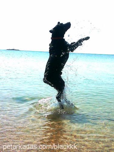 black Erkek Labrador Retriever