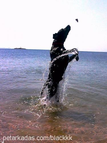 black Erkek Labrador Retriever