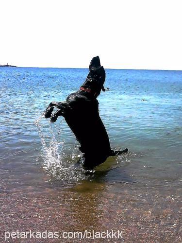 black Erkek Labrador Retriever