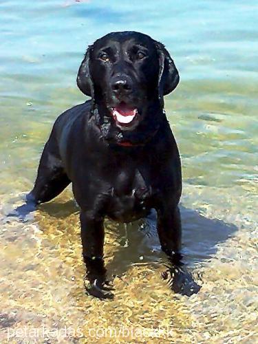 black Erkek Labrador Retriever