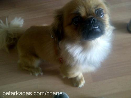 badem Erkek Pekingese