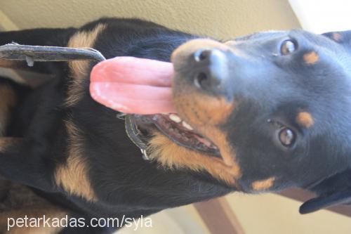 reina Dişi Rottweiler