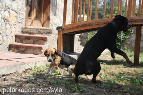 reina Dişi Rottweiler