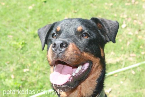 reina Dişi Rottweiler