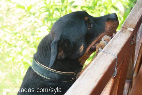 reina Dişi Rottweiler