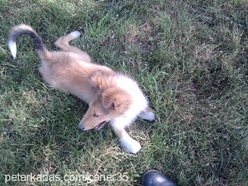 tarçın Erkek Collie