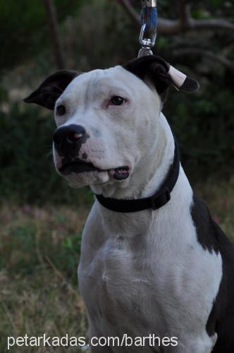 bulut Erkek Amerikan Staffordshire Terrier