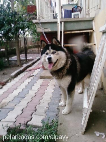 paşa Erkek Alaskan Malamute