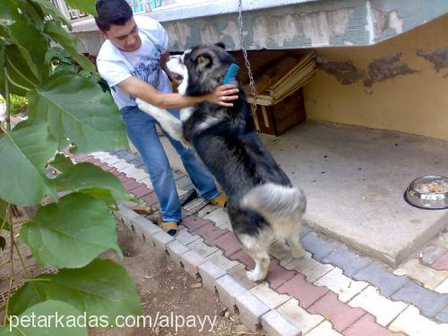 paşa Erkek Alaskan Malamute