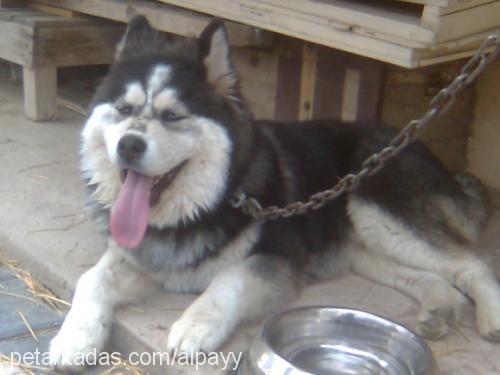 paşa Erkek Alaskan Malamute