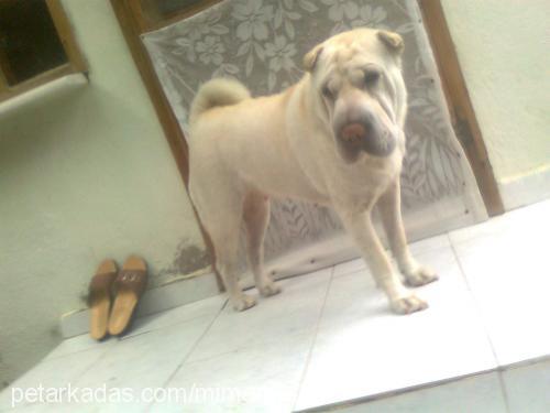 köpük Dişi Çin Shar-Pei