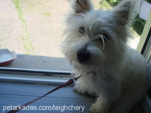 pudra Dişi West Highland White Terrier