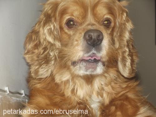 hardal Erkek Amerikan Cocker Spaniel