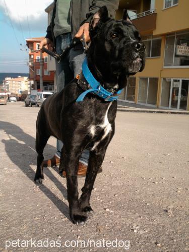 hera Dişi Mastiff