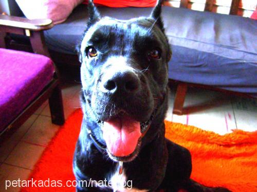 hera Dişi Mastiff