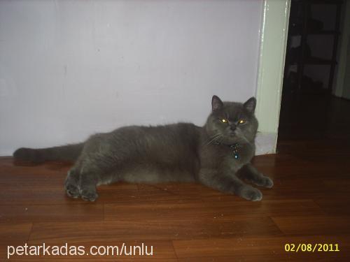 dumancik Erkek British Shorthair