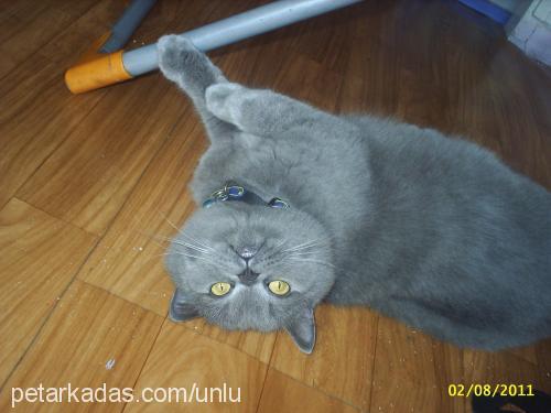 dumancik Erkek British Shorthair