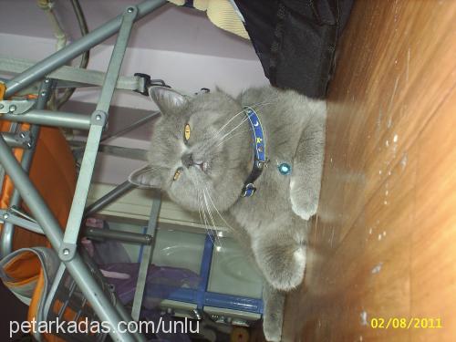 dumancik Erkek British Shorthair