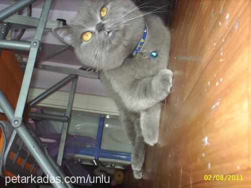 dumancik Erkek British Shorthair