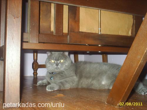 dumancik Erkek British Shorthair