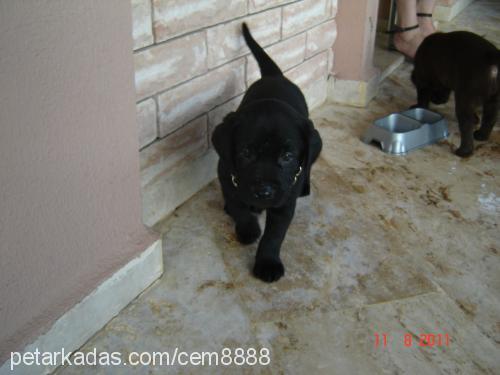 zeus Erkek Labrador Retriever