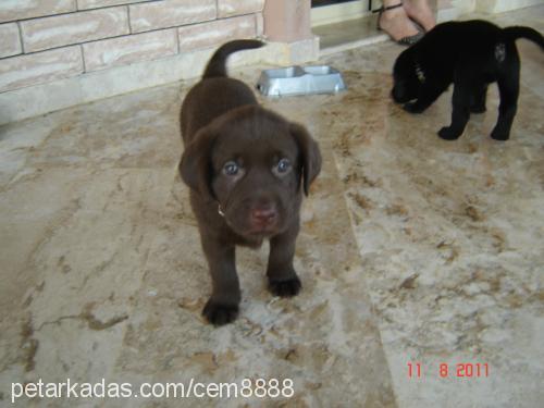 zeus Erkek Labrador Retriever