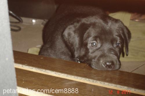 zeus Erkek Labrador Retriever