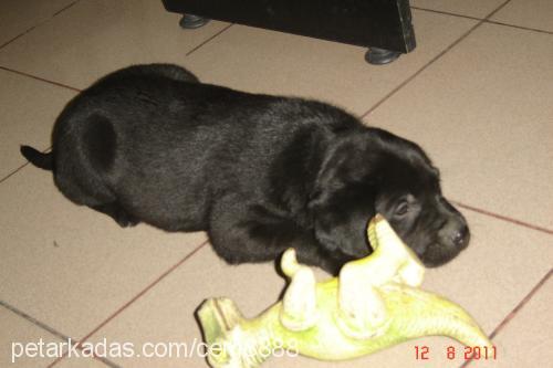 zeus Erkek Labrador Retriever