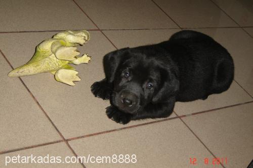 zeus Erkek Labrador Retriever