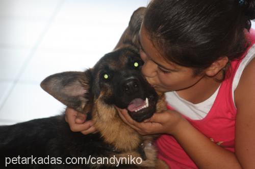 candyvonatlas Dişi Alman Çoban Köpeği