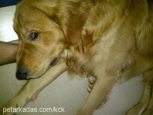 rex Erkek Golden Retriever