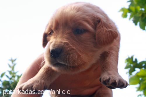 hera Dişi Golden Retriever