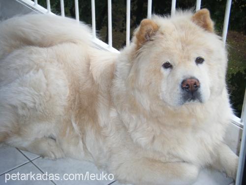 leuko Dişi Chow Chow