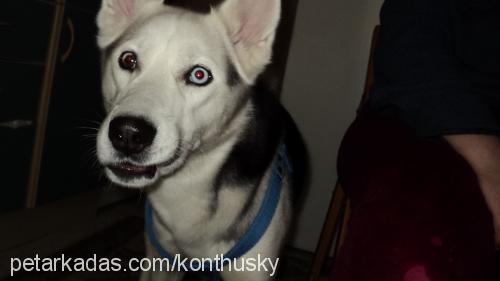 İce Erkek Sibirya Kurdu (Husky)