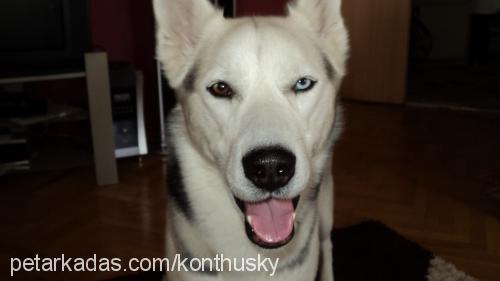 İce Erkek Sibirya Kurdu (Husky)